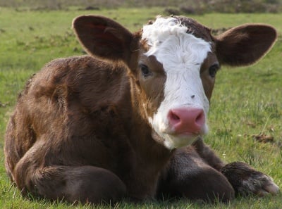 Мускулна дистрофия по телетата