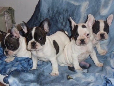 Френски Булдог за осиновяване