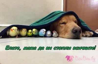 На мама пиленцата