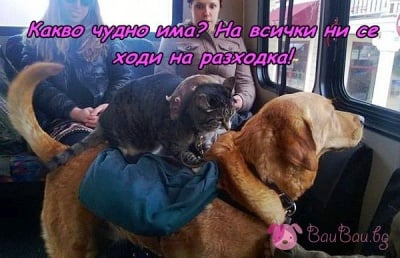 На разходка с градския транспорт