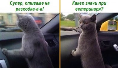 На разходка с котка