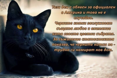 27 Октомври - Национален ден на Черната котка