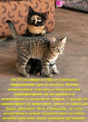 29 октомври - Национален ден на котката