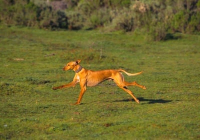 Най - бързите кучета