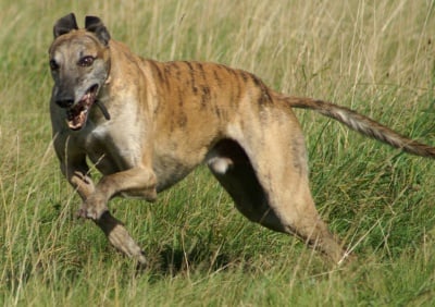 Най - бързото куче в света