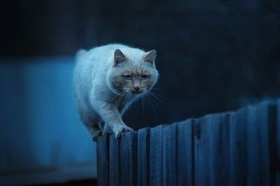 Най - добрите снимки за 2014 година на животните и дивата природа от National Geografic