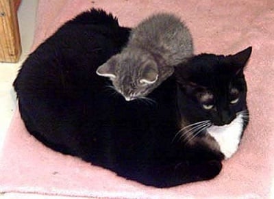 Най - доброто легло си остава мама