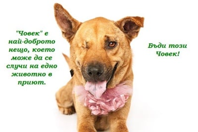 Най - доброто за животните в приют