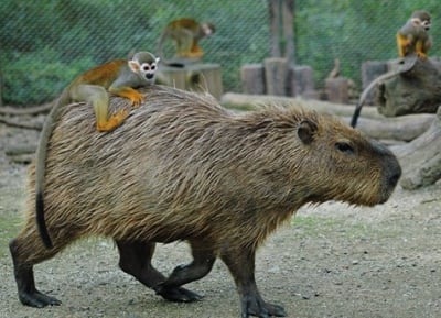 Най - големият гризач в света