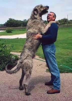 Най - голямото куче - Ирландски вълкодав