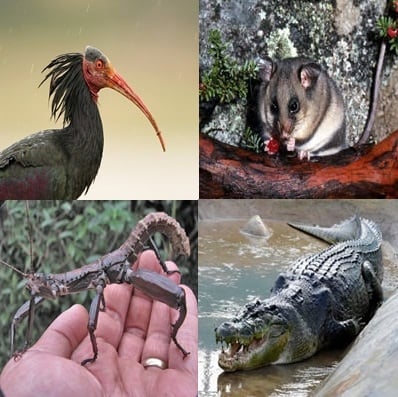 10 от най - редките животни на Земята