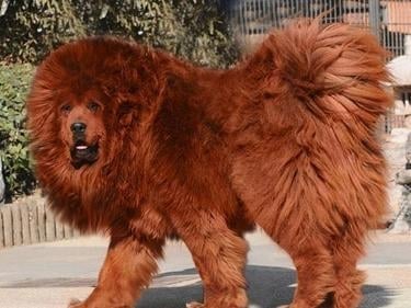 Кое е най - скъпото куче?