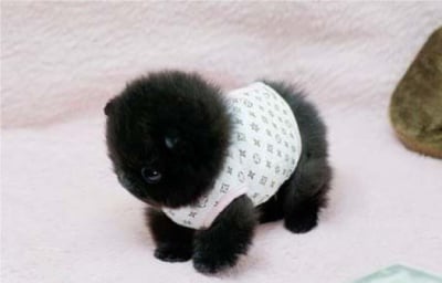 Най - сладките бебенце животни по света (втора част)