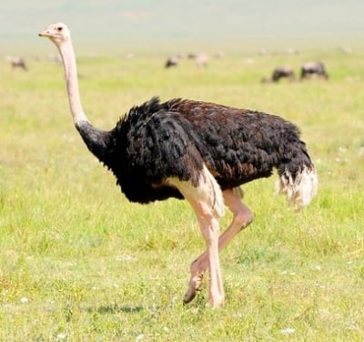 Най - тежката птица в света