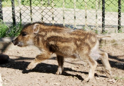 Найден спасено глиганче