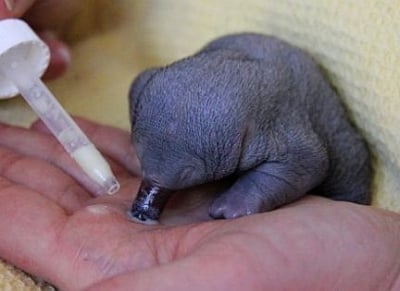 Намерено бебе ехидна