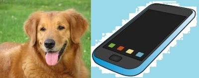 Българи работят за създаването на мобилно приложение за намиране на животни