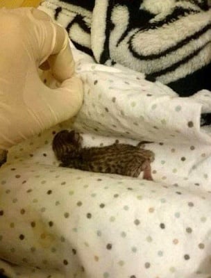 Намиране на малко коте