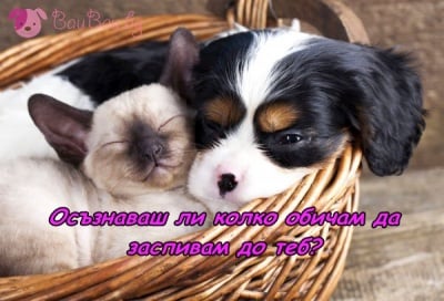 За нашата безусловна любов