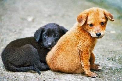 Нови случаи на натровени животни, този път във Варна