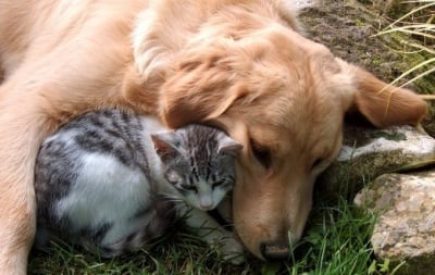 Брутален случай на отровени кучета в София