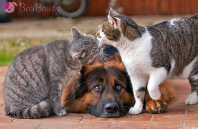 "Не ги разбирам тези котки - само се целуват!"