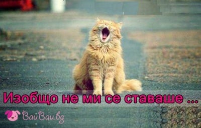 Сънливо утро