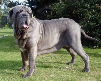 Неаполитански мастиф