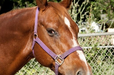 Нехуманно отношение към коне в Костинброд