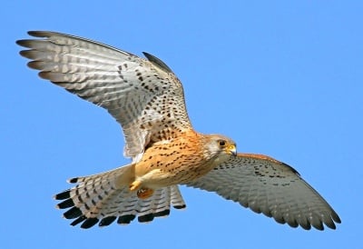 Неизвестно досега местообитание на белошипа ветрушка откриха в източна България