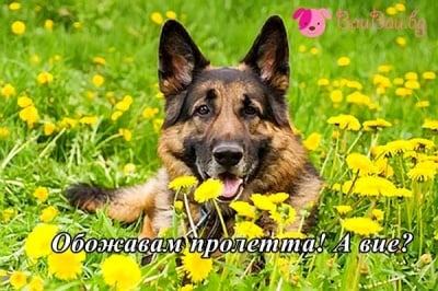 Любител на пролетта