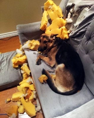 Немска овчарка виновна след пакости