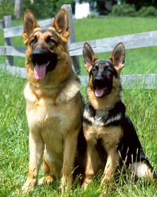 Немска овчарка