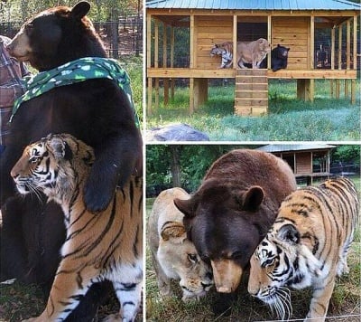 Необичайни приятели