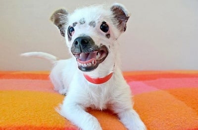 "Необичайно изглеждащо" кученце е осиновено от семейство, за което външният вид няма значение