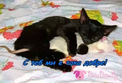 Неразделни дори и на сън