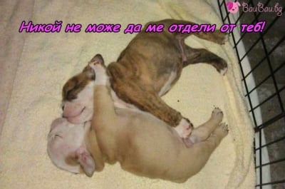 Неразделни