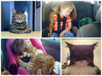 Невероятни домашни котки, които безспорно заслужават слава