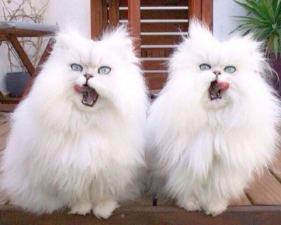 Невероятни котки като две капки вода