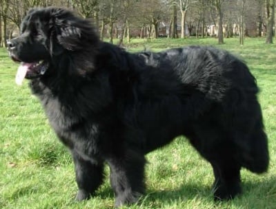 Нюфаундленд