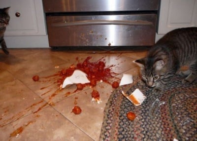 Незабравимите пакости, които вършат нашите кучета и котки