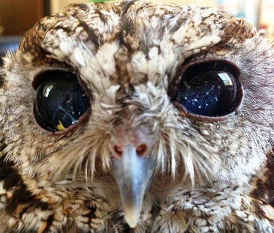 Представяме ви Зевс - незрящото бухалче със звезди в очите
