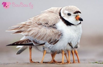 "Ние отиваме да си лягаме!"