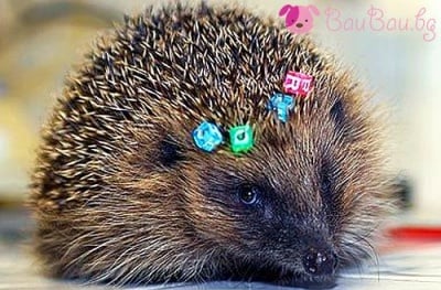 Нищо, че си толкова бодлива, за мен си най - красива!