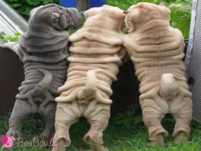 "Вижте новата съседка, няма никакви бръчки!"