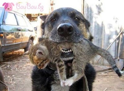 Някой да е поръчвал котенце?