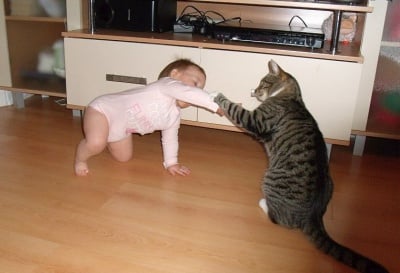 Няма да повярвате, че съществуват такива котки!