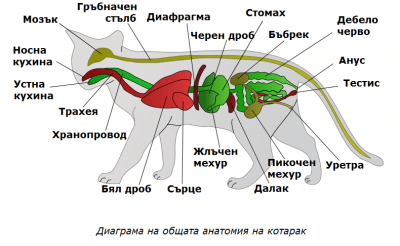 Обща анатомия на котка