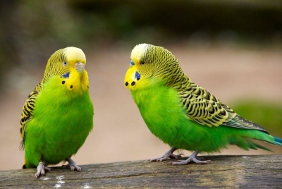 Обща характеристика на вълнистите папагали