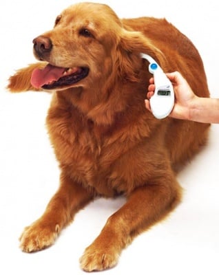 Общо изследване на кучето